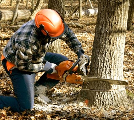 Tree Removal in Valley Falls, NY